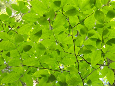 [Looking up through the trees and only seeing details of the light green leaves which overlap in a few places.]